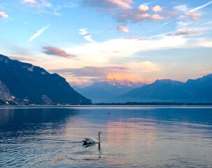 Swan on Lake Geneva Switzerland at Sunset