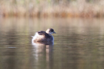 Goose