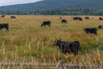 Idaho Cattle