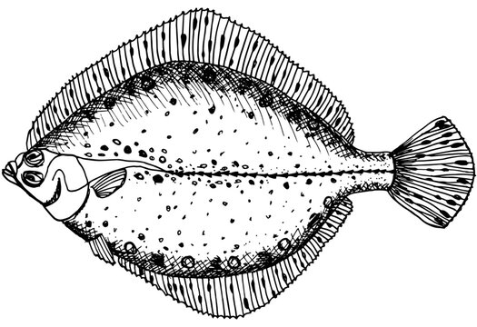 recommend clip art: Flounder hand drawn fish  illustration.