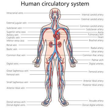 Human circulatory cardiovascular system structure diagram schematic vector illustration. Medical science educational illustration