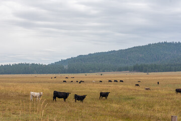 Idaho Cattle