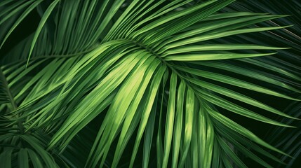 Date Palm Leaves Background Texture for Design