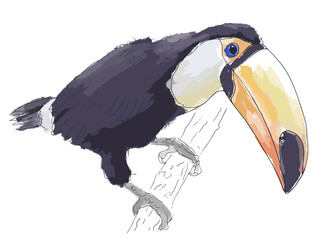Hand-drawn toucan on a branch. Watercolor sketch. Vector flat illustration. - obrazy, fototapety, plakaty