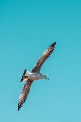 seagull flying in the sky