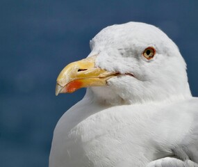 GAVIOTA