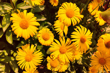 Chamomile flowers field garden background