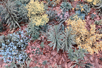 Beautiful seedlings growing in the soil at the garden