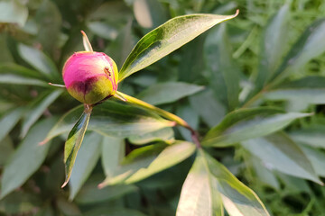 Peony flowers (Paeonia) among greenery in a spring garden. Shallow depth