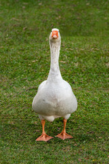 very close up on stunning beautiful goose simetric