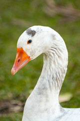 very close up on stunning beautiful goose