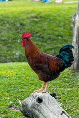 rooster on top of a stem