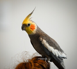 Obraz premium cockatiel on top of his cage dark background closeup