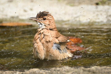 brown bird, João-de-barro or 	oven-bird, taking a shower