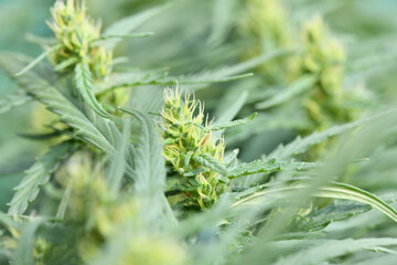 Сannabis/marijuana plants. Fresh cannabis plant. High resolution photo.