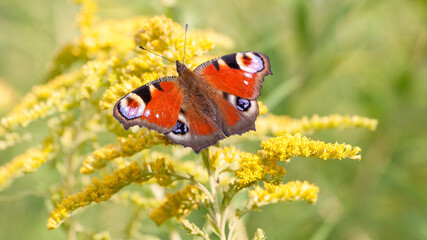 butterfly on a flower