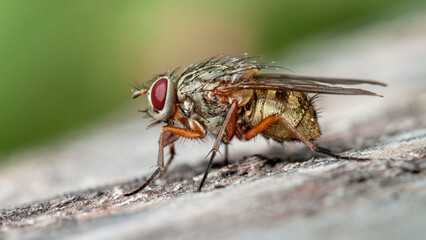 fly on leaf