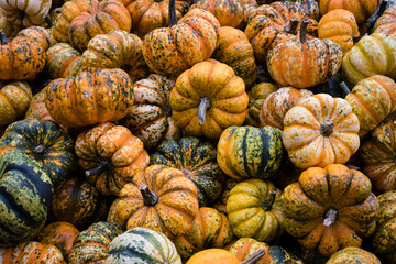 Mini pumpkins at fall harvest festival - 647369560