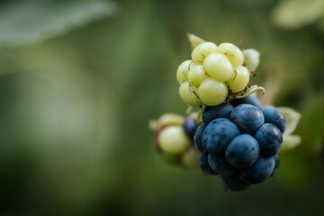 Blue blackberries in autumn. Delicious berries in the eco forest. Soft selective focus
