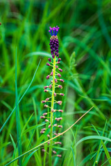 Flowers among the rapeseed fields.