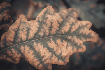 Oak leaves on branches in autumn. Tree leaves in the eco forest. Soft selective focus