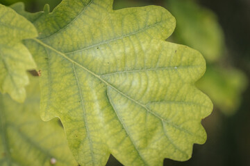 Oak leaves on branches in autumn. Tree leaves in the eco forest. Soft selective focus