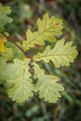 Oak leaves on branches in autumn. Tree leaves in the eco forest. Soft selective focus