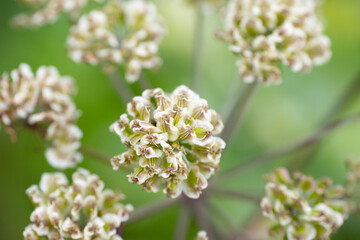White flowers with seeds. Wild Carrot with white flowers. Soft selective focus