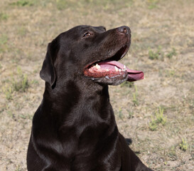 Brown chocolate labrador on green grass of aviary. Large portrait. Tongue stuck out. Beautiful young Labrador Retriever dog posing on green grass. Beautiful portrait of purebred brown chocolate dog