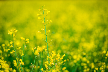 Flowers among the rapeseed fields.