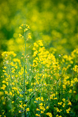 Flowers among the rapeseed fields.