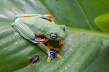 The green tree flying frog ( Rhacoporus rheinwarditii ) is in its habitat