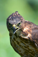 Close-up photo of a Crested goshawk 