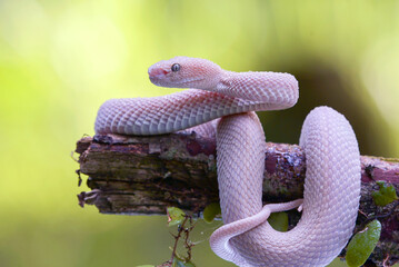 White mangrove pit viper on a tree