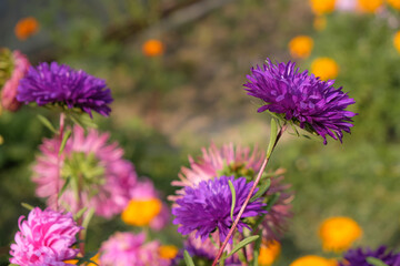 Asters in the garden. Landscaping. Cultivation, and care in the fall season. 