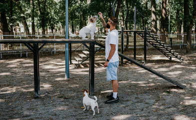 A young guy walks and trains his dogs Jack Russell terriers in a specially equipped dog walking area.