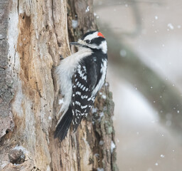 Downy woodpecker in Winter