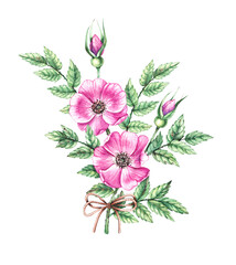 Watercolor rosehip flowers isolated