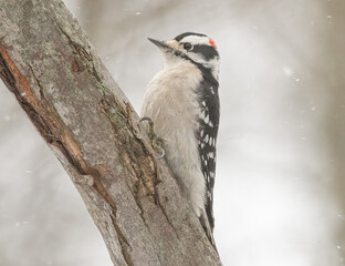 Downy woodpecker in Winter