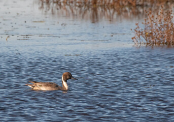 Northern pintail swimming