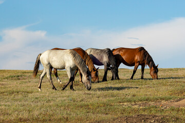 Naklejka na ściany i meble Wild horses eating on the prairie