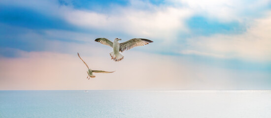 Two seagulls in the sky before sunset, sunrise over the sea. One bird is out of focus. Birds over the water. Banner