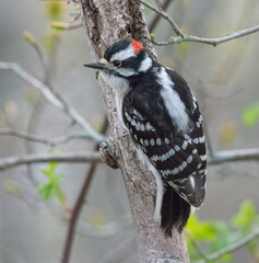 Downey woodpecker on tree