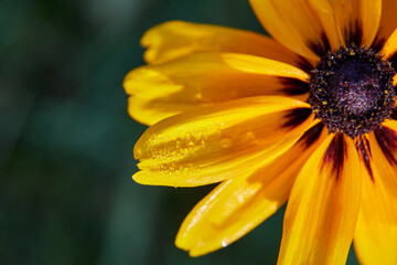 Flower petals macro botany plant