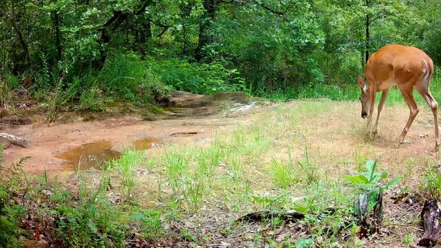 White-tailed doe walking across a small creek, looking around, then getting startled and jumping out of the view