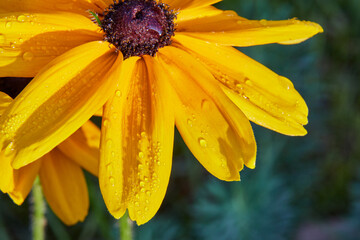 Flower petals macro botany plant