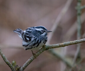 Black and white warbler on branch