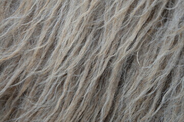 background picture of a soft sheep fur white carpet. wool sheep fleece closeup texture background. Real fur. close up, detail, vector