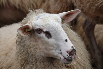 Sheep close up, closeup of eye. no people. Template for design of holiday greetings, decoration packaging, postcard, poster. with copy space
