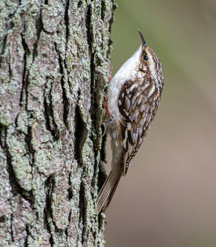 Brown creeper on tree